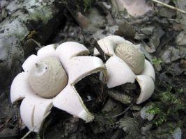 ЦЗЛ Краснодарского края