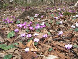 ЦЗЛ Краснодарского края