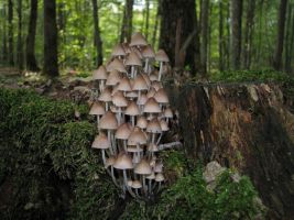 ЦЗЛ Краснодарского края