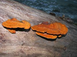 ЦЗЛ Краснодарского края