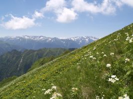 ЦЗЛ Краснодарского края