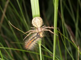 ЦЗЛ Краснодарского края