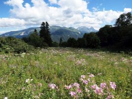 ЦЗЛ Краснодарского края