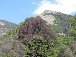 ЦЗЛ Краснодарского края