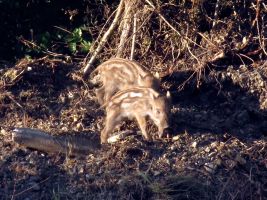 ЦЗЛ Краснодарского края