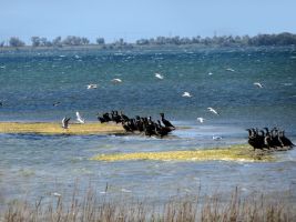 ЦЗЛ Краснодарского края