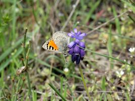 ЦЗЛ Краснодарского края