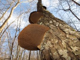 ЦЗЛ Краснодарского края