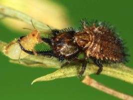 ЦЗЛ Краснодарского края