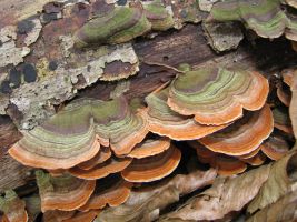 ЦЗЛ Краснодарского края