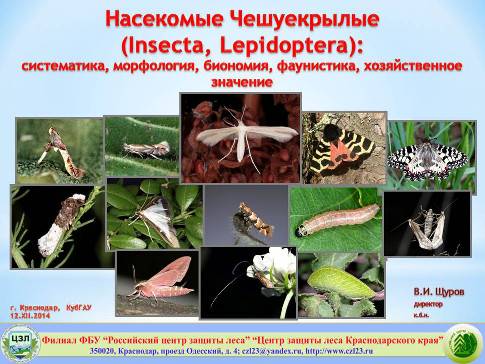 Насекомые Чешуекрылые (Insecta, Lepidoptera): систематика, морфология, биономия, фаунистика, хозяйственное значение
