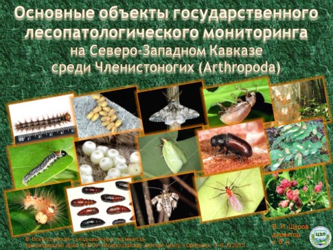 Основные объекты государственного лесопатологического мониторинга на Северо-Западном Кавказе среди членистоногих