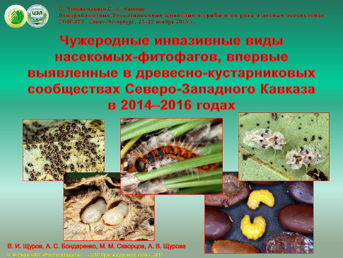 Чужеродные насекомые-инвайдеры на С-З Кавказе в 2014-2016