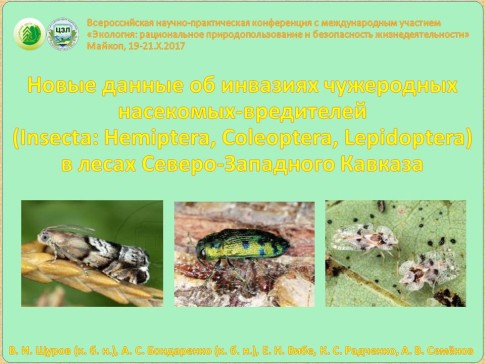 Новые данные об инвазиях чужеродных насекомых-вредителей (Insecta: Hemiptera, Coleoptera, Lepidoptera) в лесах Северо-Западного Кавказа