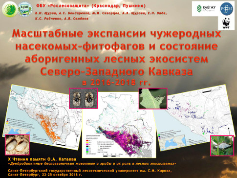 Масштабные экспансии чужеродных насекомых-фитофагов и состояние аборигенных лесных экосистем Северо-Западного Кавказа в 2016–2018 гг.
