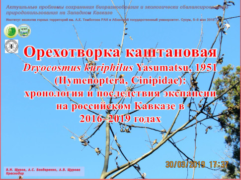 Орехотворка каштановая Dryocosmus kuriphilus Yasumatsu, 1951 (Hymenoptera, Cinipidae): хронология и последствия экспансии на российском Кавказе в 2016–2019 годах