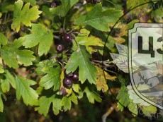 Боярышник пятистолбиковый - лист плод