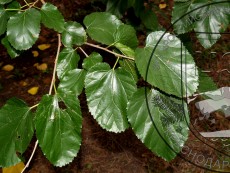Шелковица черная - лист