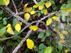 Вяз пробковый -  кора листья