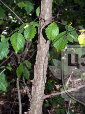Вяз пробковый - кора листья