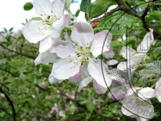 Яблоня восточная - цветок