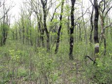 Новопокровский-лес-апрель-дуб