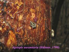 Agriopis-aurantiaria-самка-2