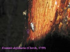 Erannis-defoliaria-самка