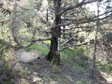 Juniperus-excelsa-модель_3