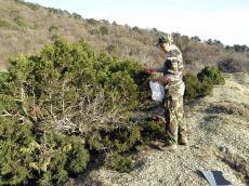 Juniperus-foetidissima-отбор-проб