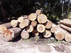 Fagus+Quercus-древесина