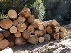 Pinus-sylvestris-hamata-древесина