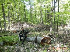 Брошенная-древесина-бука_Апшеронское